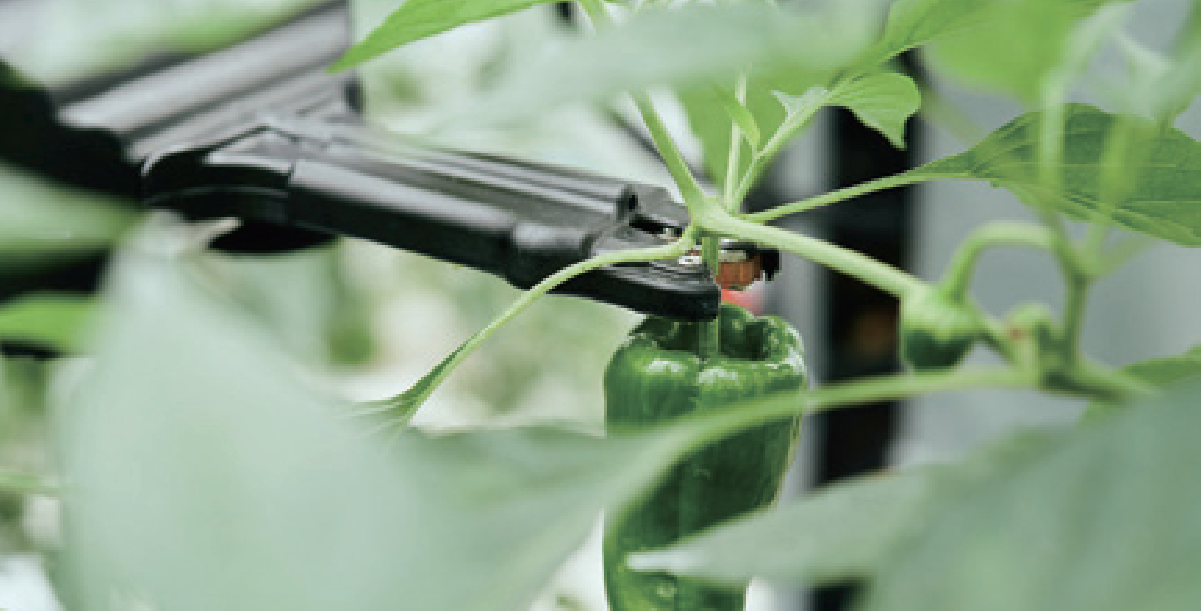 自動収穫ロボット「L」がピーマンを収穫する様子