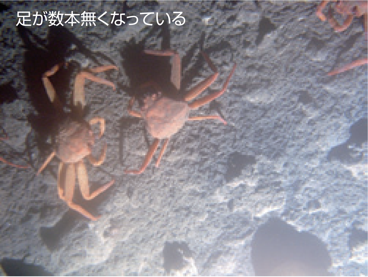 “Tuna-Sand”で撮影したベニズワイガニ