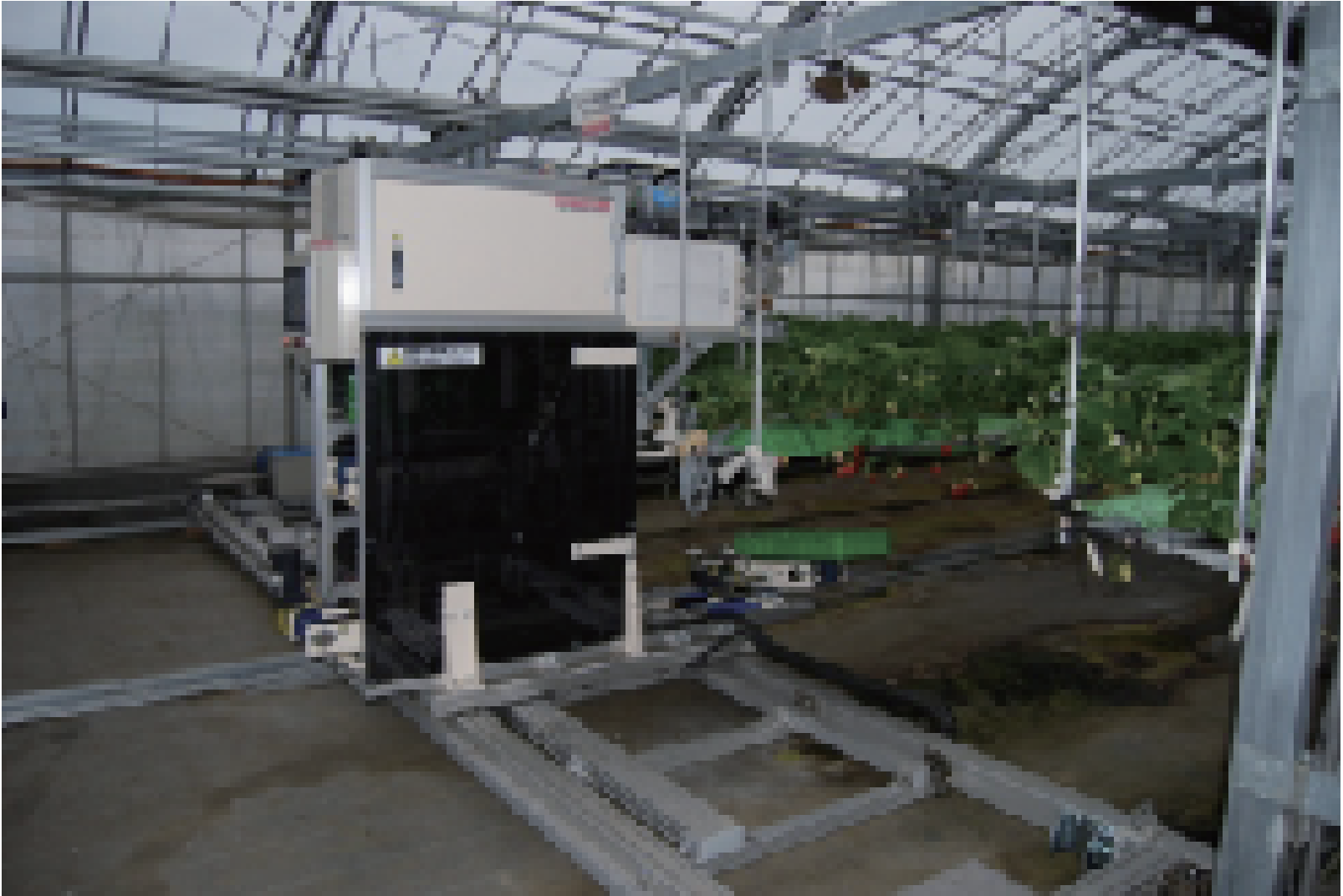 トレイを準備してイチゴの通路に進入