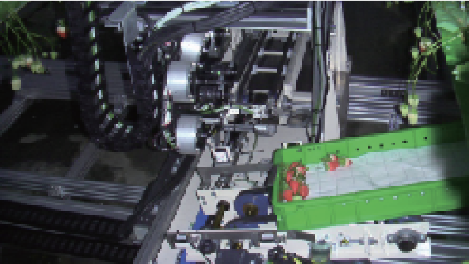 夜間の収穫作業